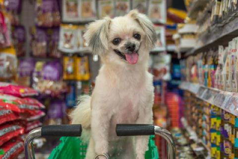 Puppy Sits in Grocery Cart Pet Store