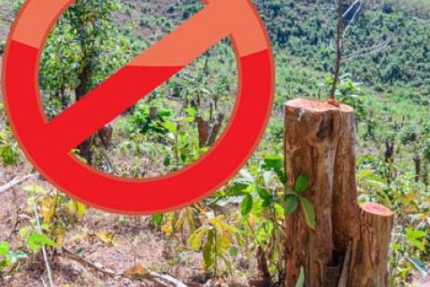 Deforestation No Trees