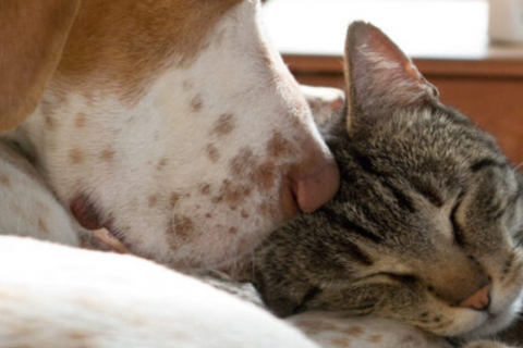 Dog & Cat