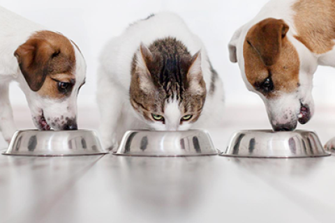 Petfood